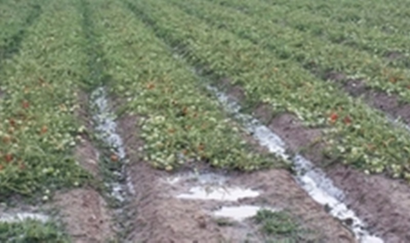 Agroseguro abona hoy 6,3 millones de euros en indemnizaciones a productores de tomate en Extremadura